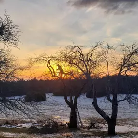 Tree pruning in Raymond Maine by TLC Tree.