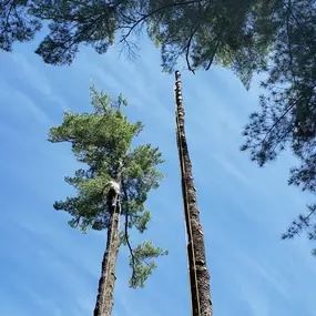 Dangerous tree take down.