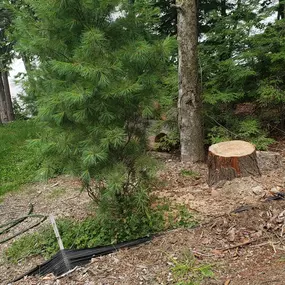 Lake front property tree take down experts.