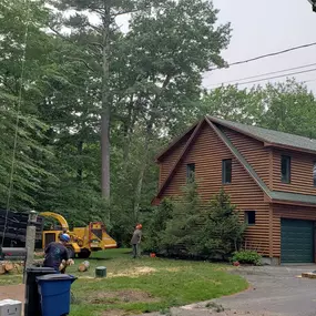 Crane tree removal by TLC Tree.