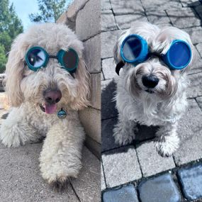 Dempsey and Boca are here to remind you the importance of coverage in all aspects of your life - whether it’s homeowner’s insurance, car insurance, life insurance, or protecting your eyes during the eclipse! ☀️????????️