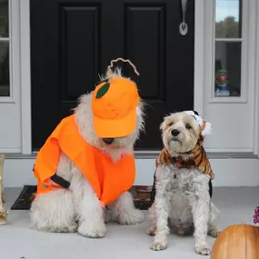 Did someone say #SpookySeason ?! ????????????????‍♀️
The countdown has begun to decide who/what Dempsey and Boca will dress up as this year…⏰