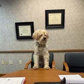 It's a great day (let's be real - any day is a great day) to call for a quote! Dempsey always taking new customers & accepts payment in the form of treats.