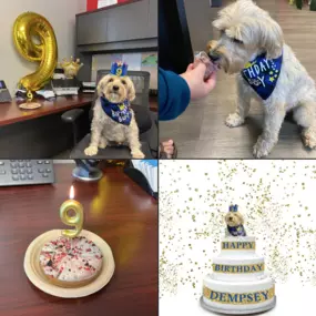 Join us in wishing everyone's favorite employee a happy birthday! Dempsey turns NINE years old today! 
As king of the office, it only made sense to throw him a huge birthday paw-ty this morning at our Cedar Grove office ????????????????????
#dempseytheofficedog????