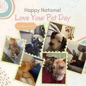 Protect your furry friend this Love Your Pet Day! Ensure their well-being with pet insurance. ????