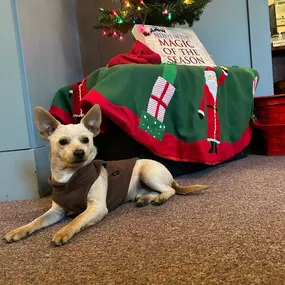 Our office pup Fred is ready for his toys from Scott Brennan State Farm insurance agent Portland