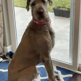 Sometimes being the mascot involves just hanging out and watching the birds on the feeder.