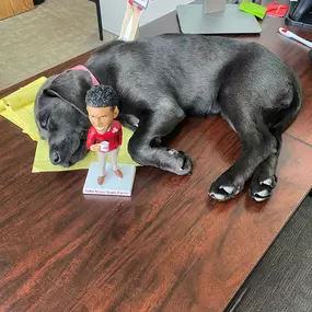 Cuteness overload at Nick Ainsworth State Farm insurance office Castle Pines