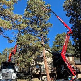 splintered forest using cranes to safely remove trees in residential