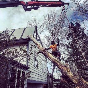 Splintered Forest Tree removal