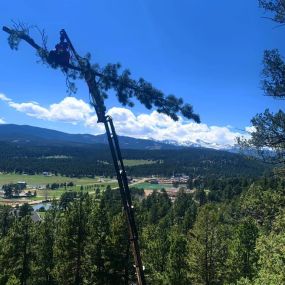 Splintered Forest tree removal