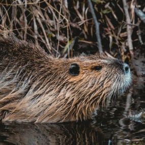 Beaver Removal & Control, DE, MD, VA