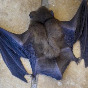 Bat Removal & Control Services, DE, MD, VA