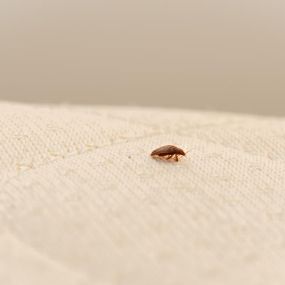 Expert BedBug Exterminator