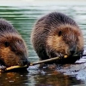 Beaver Facts: Characteristics, Behaviors and More