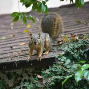 Squirrel Removal & Control