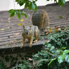 Squirrel Removal & Control