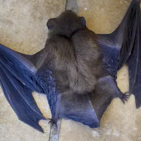 Bat Removal & Control Services, DE, MD, VA