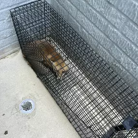 a fox captured safely in a cage in a basement