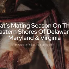 Learn about Bat's Mating Season and click here.