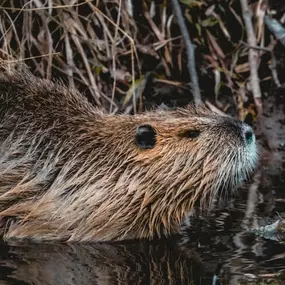 Beaver Removal & Control, DE, MD, VA