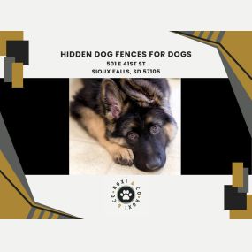 hidden dog fences for dogs