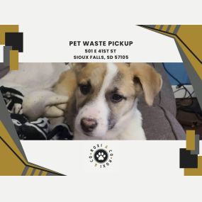 pet waste pickup