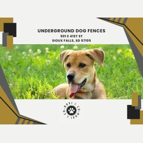 underground dog fences