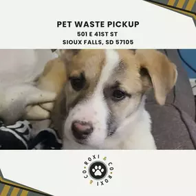 pet waste pickup