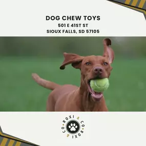 dog chew toys