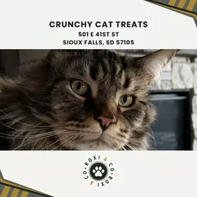 crunchy cat treats