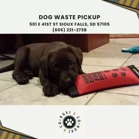 dog poop pickup