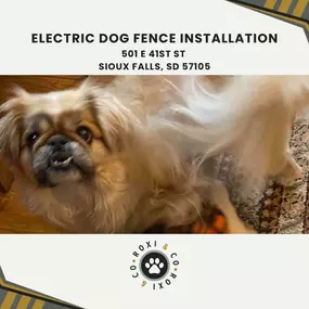 electric dog fence installation