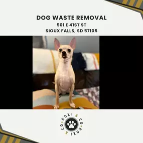 dog waste removal