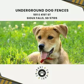 underground dog fences