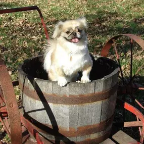 underground dog fence