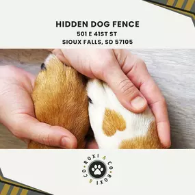 hidden dog fence