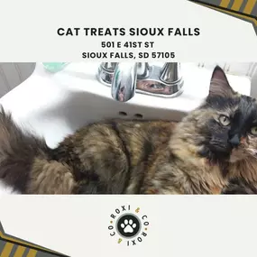 cat treats Sioux Falls