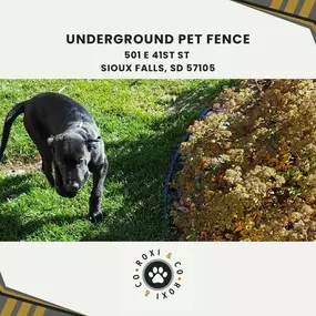 underground pet fence