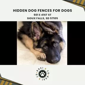 hidden dog fences for dogs