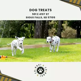 dog treats