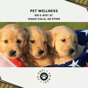 pet wellness