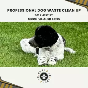 professional dog waste clean up