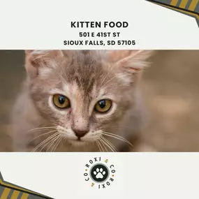 kitten food