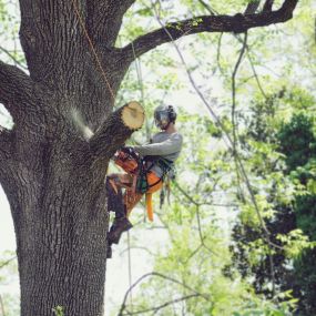 Bild von Knock on Wood Tree Services