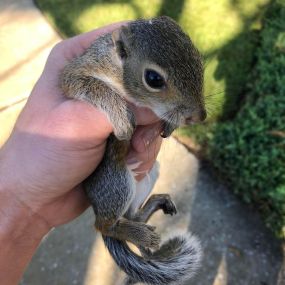A squirrel removed from an attic in Ridgeway, South Carolina. Squirrels don’t only chew on the exterior of the house, but cause damage to other areas of the home as well. They use the insulation for nesting material and chew on electrical wires, which increases the risk of a house fire.