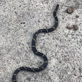 King snake removed from a home in Irmo, South Carolina. From rodents to raccoons, we are experts at ridding you of unwanted critters safely, humanely, and effectively.