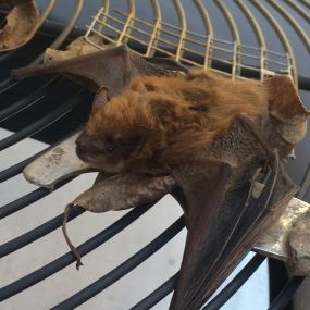 We removed this bat from a home in Blyhewood, South Carolina. We provide any necessary decontamination or restoration services to ensure that your home is clean and safe and that bats stay outside where they belong.