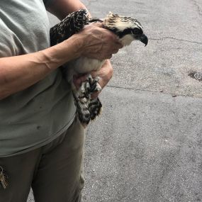 We rescued this injured osprey from a lake in Lexington and took it to the Raptor Center in South Carolina. At Wild Shield we offer both live and dead animal extractions and searches. Give us a call and let us help give you your home back.