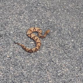 Copperhead Snake removed from a property in Columbia, South Carolina. Count on us to remove any and all pests and critters.
